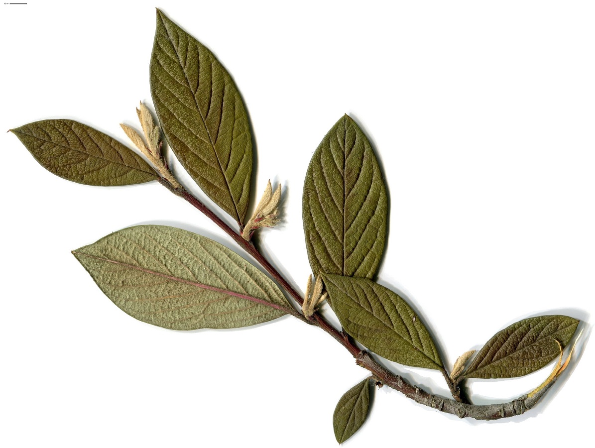 Cotoneaster salicifolius (Rosaceae)